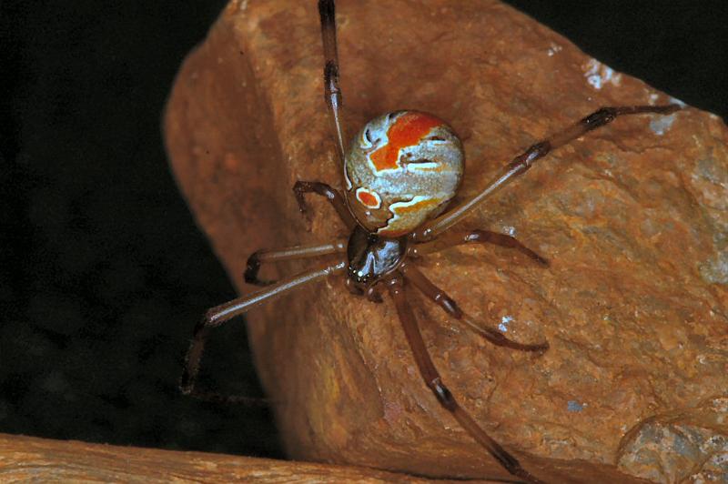 Latrodectus_hasselti_D3488_Z_82_E. of Nuendah homestead_Australie.jpg